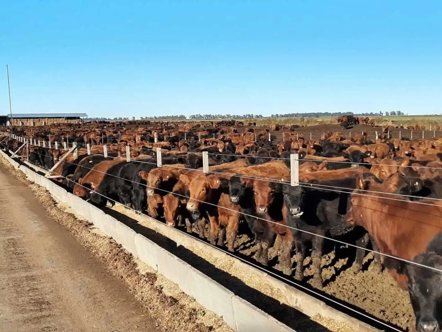 La exportación de carne absorbe más de la mitad del ganado criado en corrales
