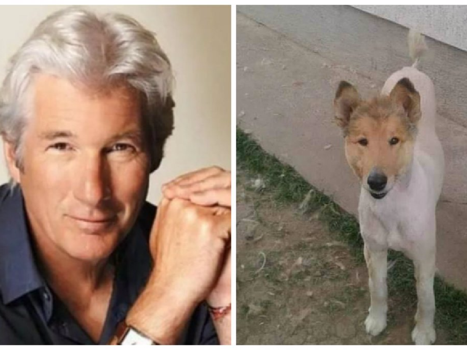 Un perro igual a Richard Gere es furor en las redes