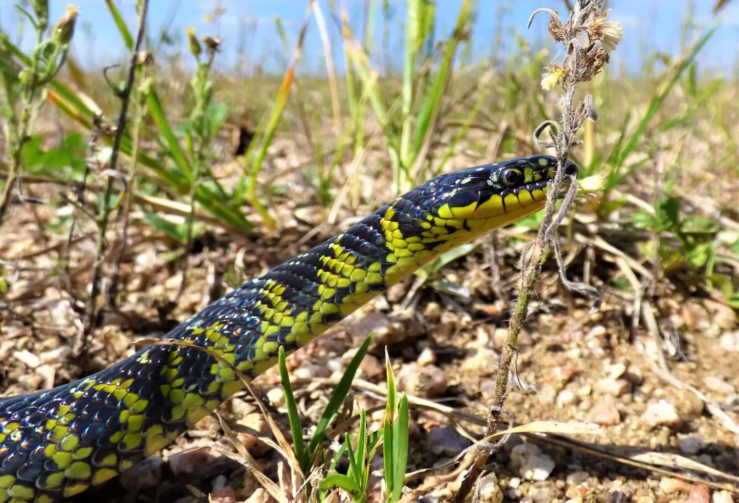 serpientes CULEBRA NEGRA Y VERDE