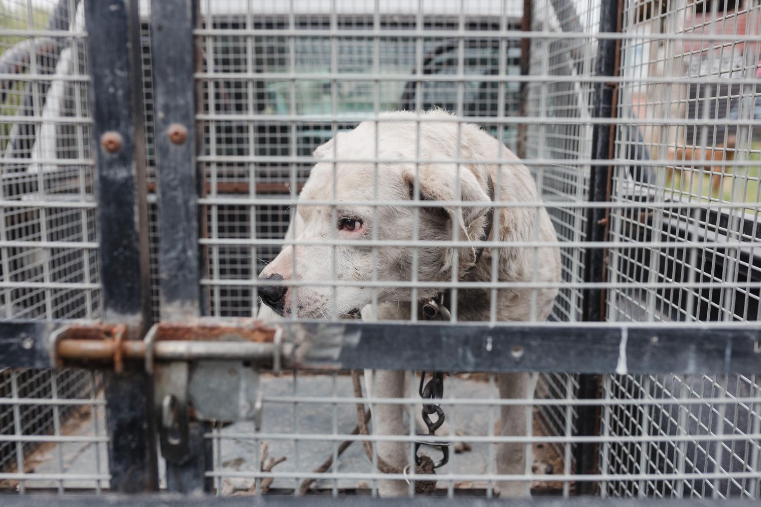 Rescatan un perro víctima de maltrato en Parque Independencia