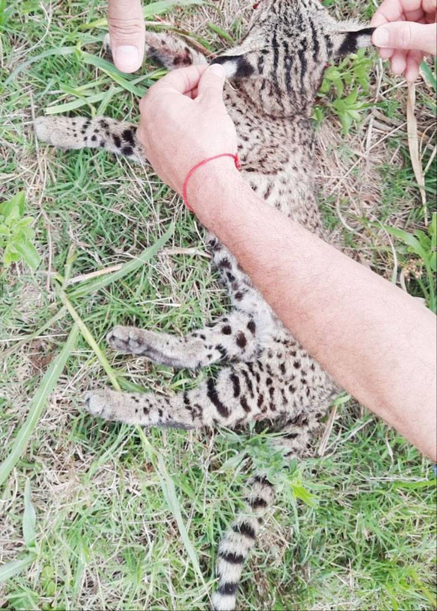 Gato montés  atropellado en Ruta 18