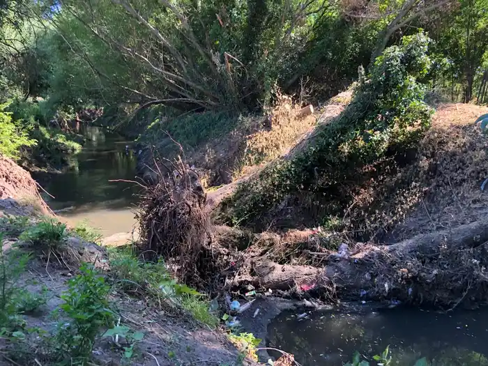 Un árbol cayó en el arroyo Langueyú, frena el agua y alertaron por posibles inundaciones