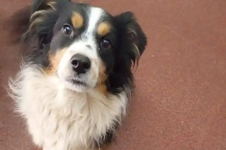 Coco se perdió en la zona del Registro Civil