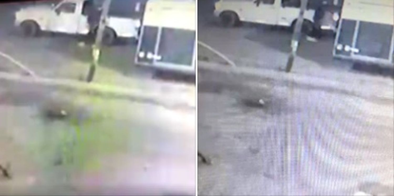 Insólito: Buscan a un perro por ser cómplice de un delincuente en Burzaco