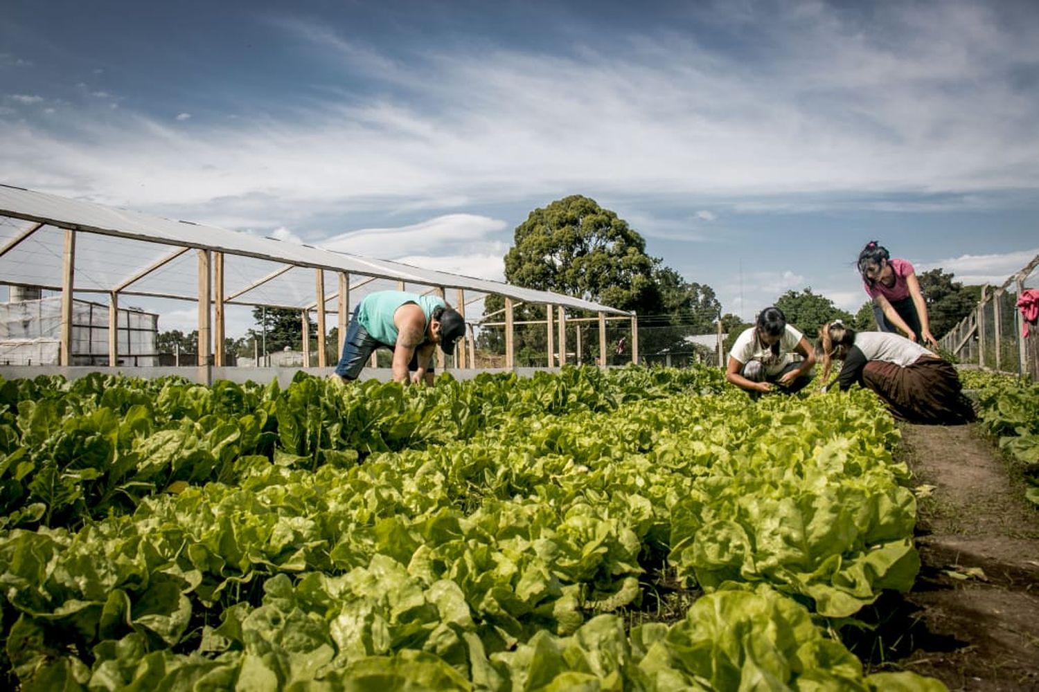 Productores agroecológicos realizarán un "Verdurazo" para reclamar una ordenanza que los regule