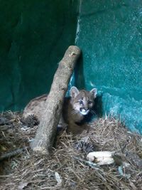 Encontraron un cachorro de puma en el centro de Necochea y lo trasladaron de urgencia a Granja Los Pibes