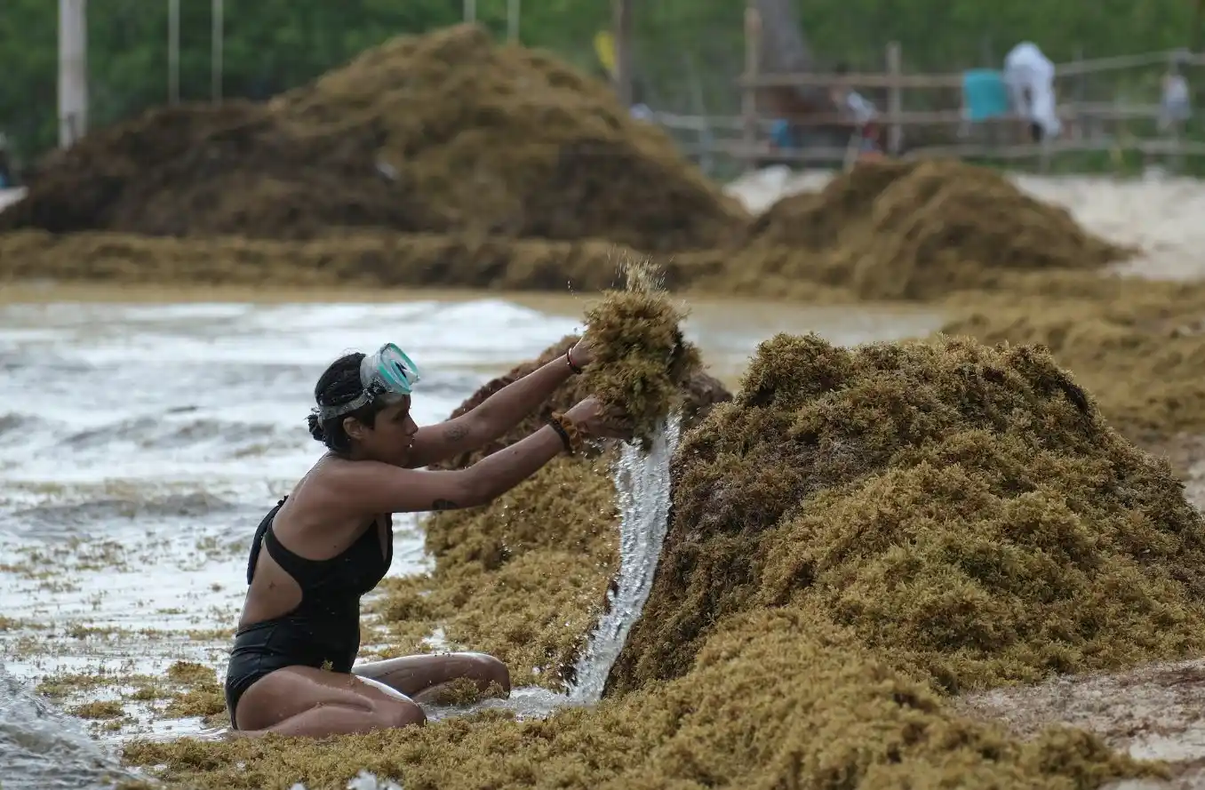 Sargazo récord en el Caribe: la creciente amenaza ambiental y sus respuestas