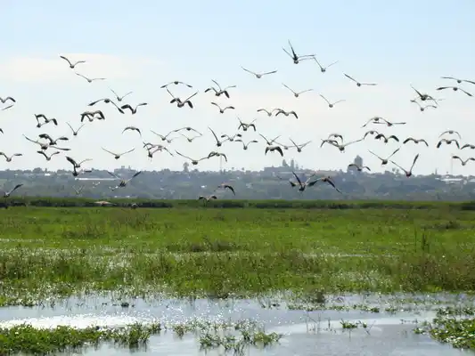 El Delta del Paraná fue declarado sitio Ramsar