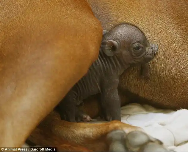 La foto tierna de ElDía: Madre por vocación