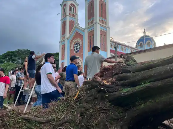 Muere mujer aplastada por un inmenso árbol