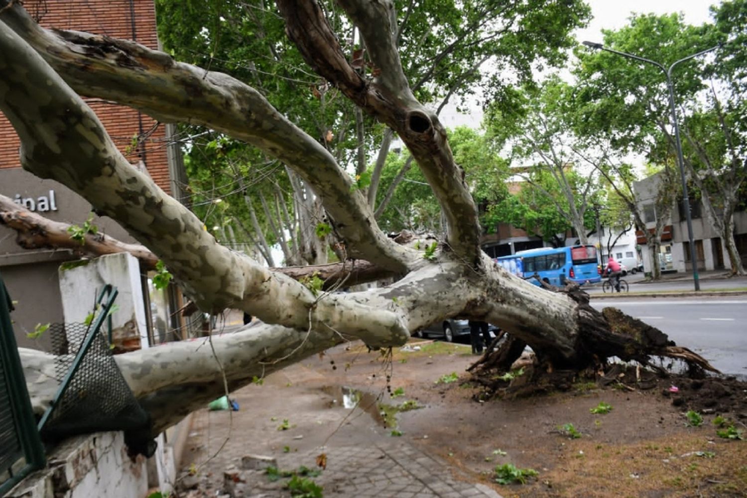 Tormenta en Rosario: cayó un tronco de gran tamaño en macrocentro