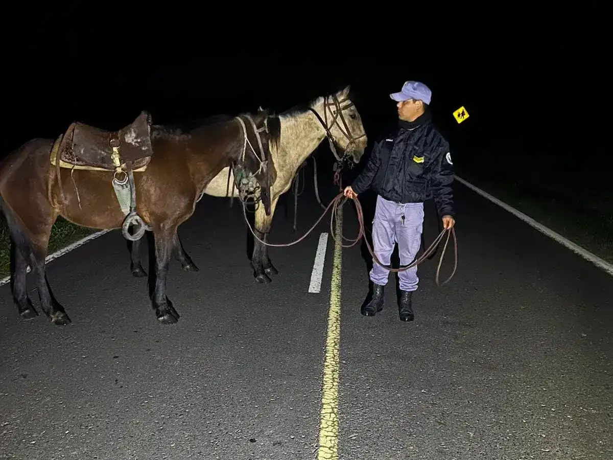 Buena Vista: retiran caballos sueltos de la Ruta 86 y procesan a su dueño en estado de ebriedad