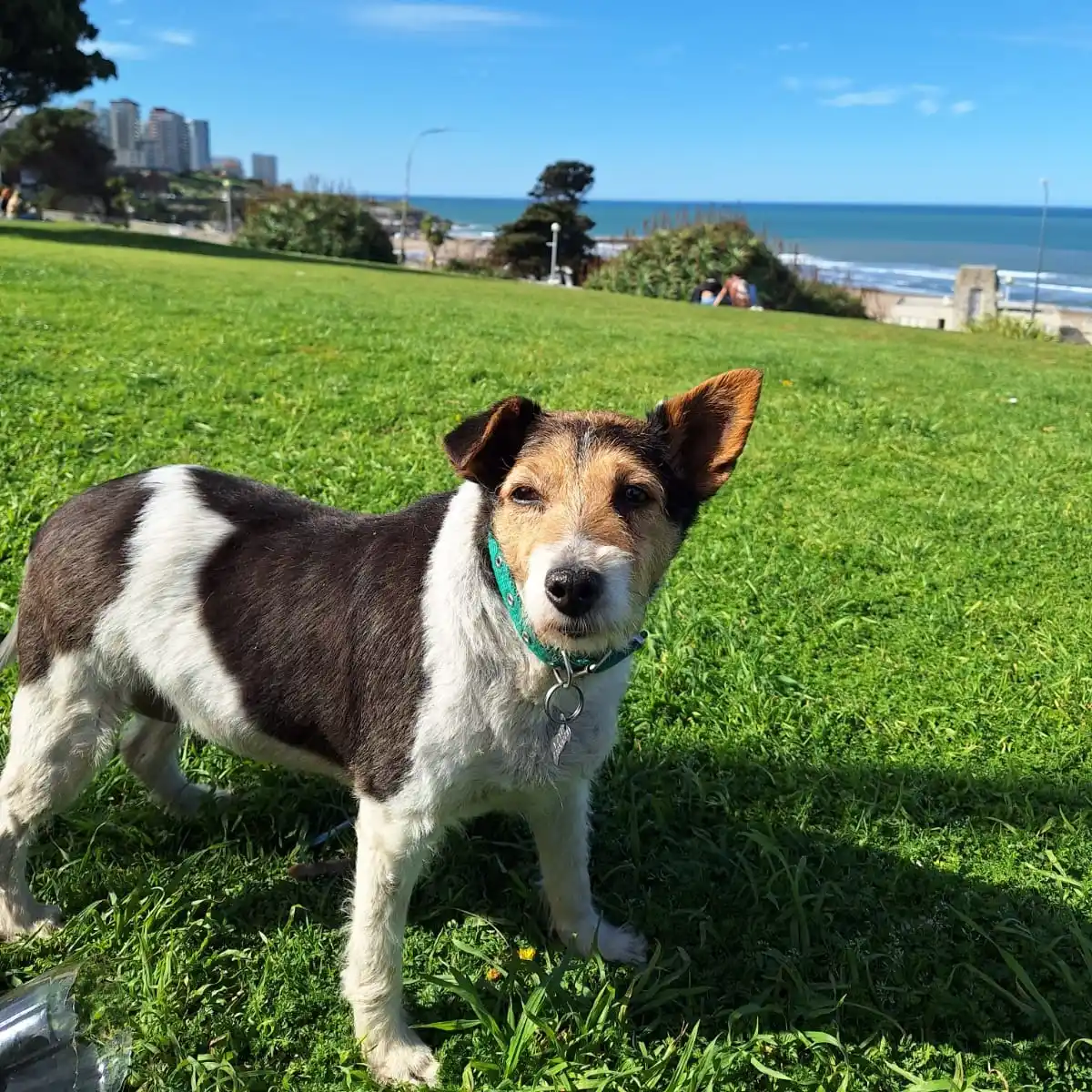 El Ente Municipal de Servicios Urbanos (EMSUR), por ejemplo, ofrece el programa de castración gratuita, una herramienta clave para evitar la superpoblación y mejorar la calidad de vida de los animales.