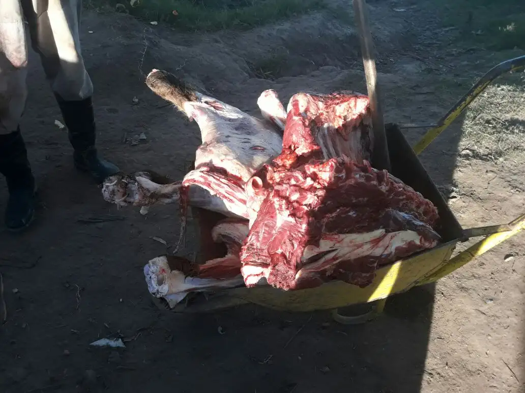 Detenidos en San Javier por transportar carne en carretillas