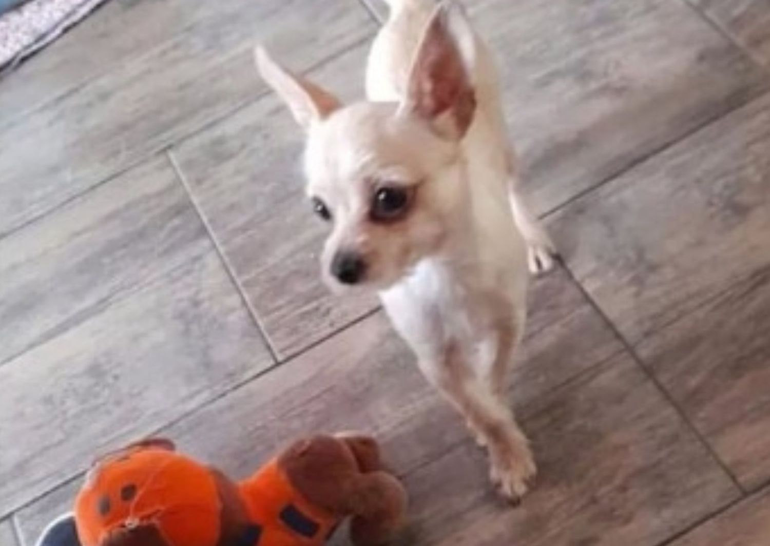 Perro perdido: buscan a Toto