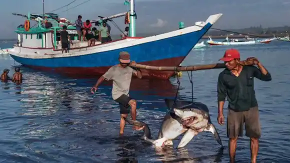 PESCA PROHIBIDA: detenidos tres hombres en Sucre cargando 26 tiburones desmembrados (VIDEO)