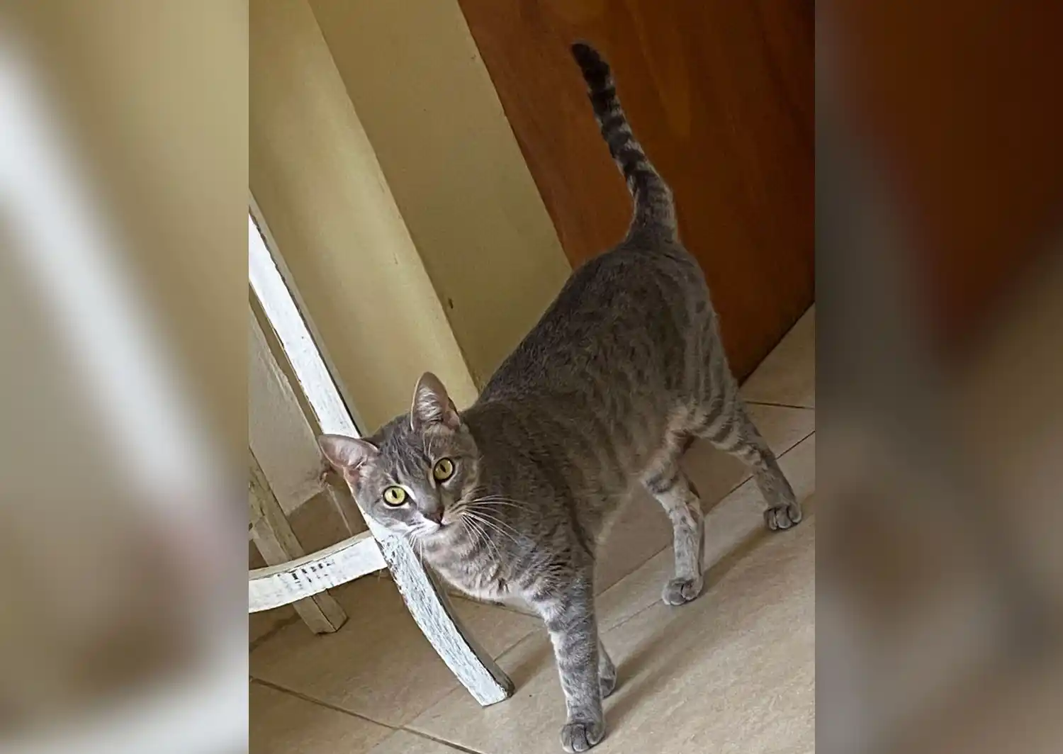 Dan gatita en adopción