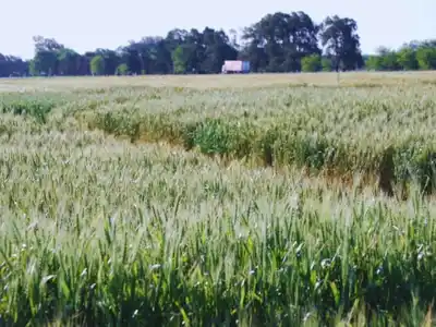 Campaña ideal para evaluar la genética del trigo argentino