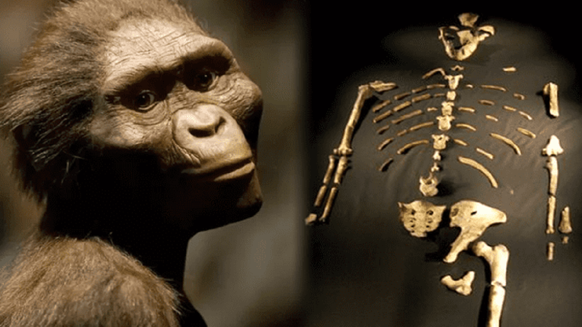 LUCY visita EUROPA por primera vez ¿Qué se sabe de uno de los fósiles humanos más antiguos?