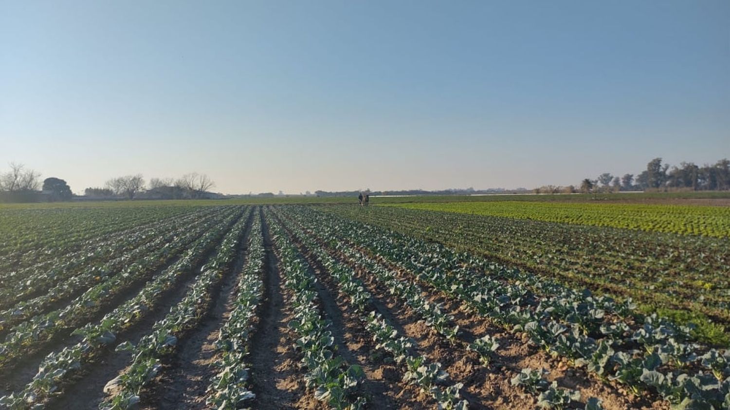 Se implementan Buenas Prácticas Agrícolas en la producción hortícola santafesina