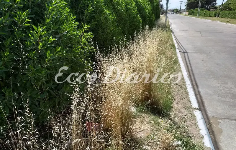 Pastizales y basura en veredas que rodean al Hogar Raimondi