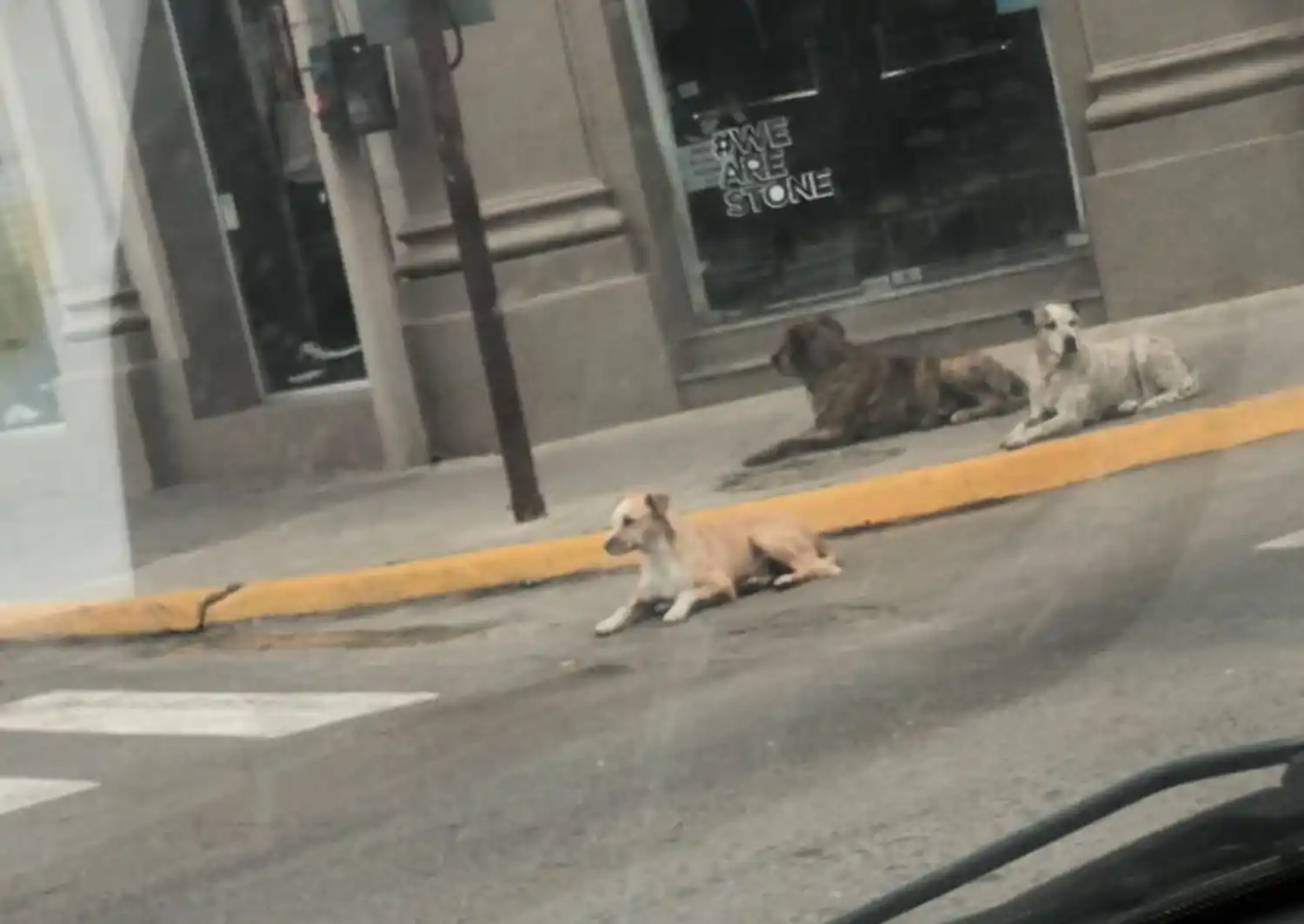 Pellegrini y Las Heras: ¿qué se podrá hacer con estos perros?