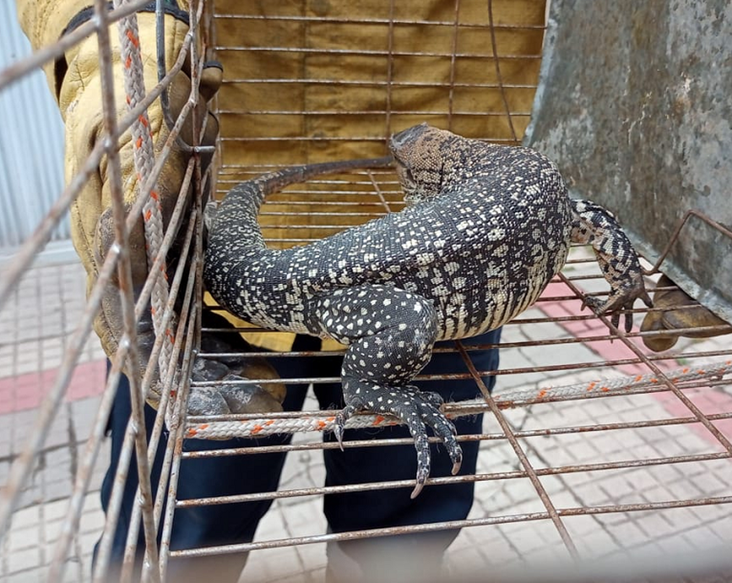 Bomberos Voluntarios retiró un lagarto overo de un domicilio