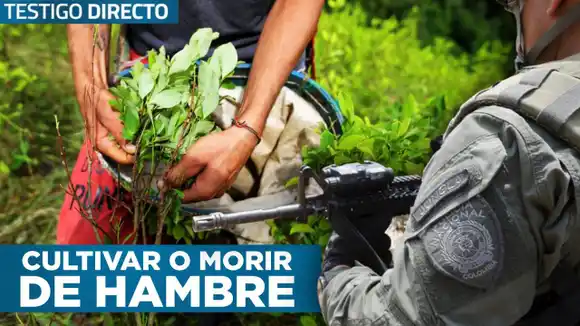 ¿Por qué el negocio de la coca no tiene fin en Colombia? – Testigo Directo