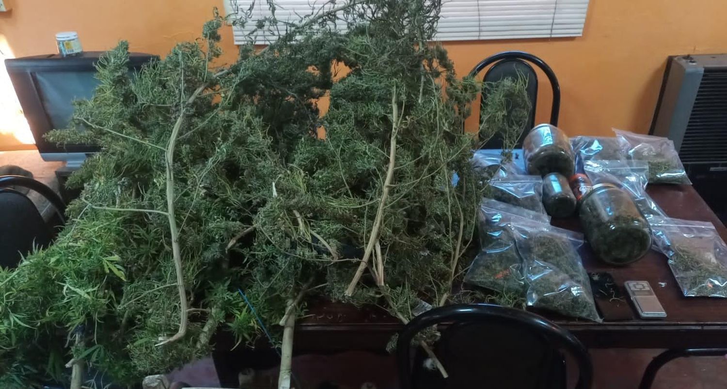 Detuvieron a dos narcotraficantes en Funes: tenían marihuana y varias plantas de cannabis sativa