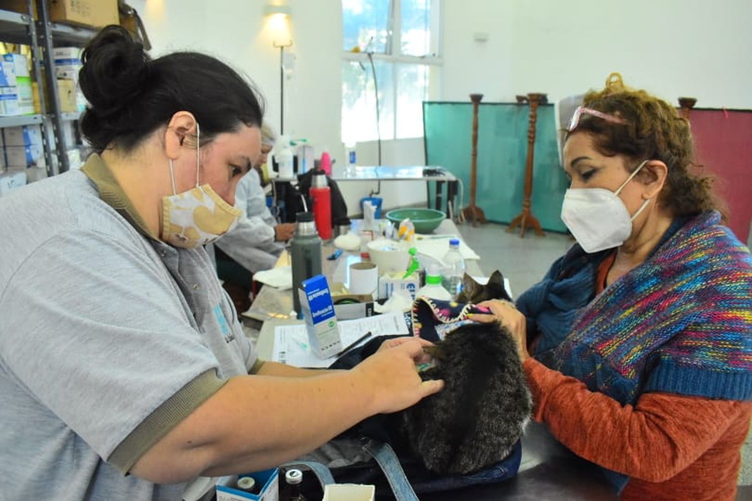 Prosiguen los operativos de castraciones, desparasitación y atención a animales en el República Argentina