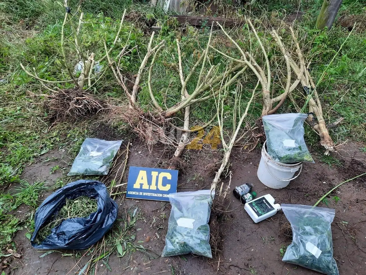 (Video) Maggiolo: un detenido al allanar una vivienda y secuestrar 12 plantas de cannabis