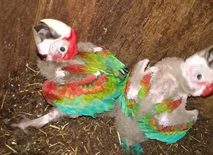 Nuevos integrantes de la Reserva Guaycolec: nacieron dos guacamayos rojos