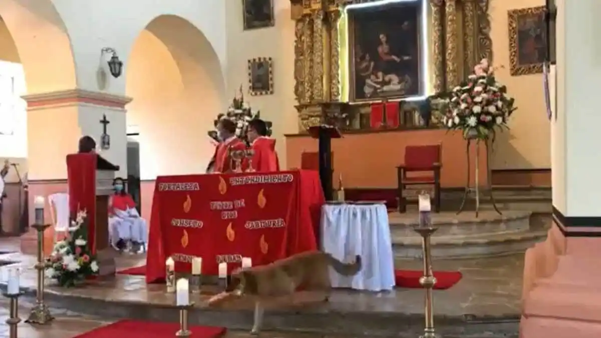 TIERNO PERRITO SE ROBÓ el pan de la ofrenda en una misa y el video se hizo viral