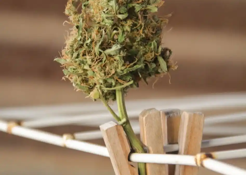 Mayo es mes de cosecha de cannabis y las flores abundan entre los cannabicultores 