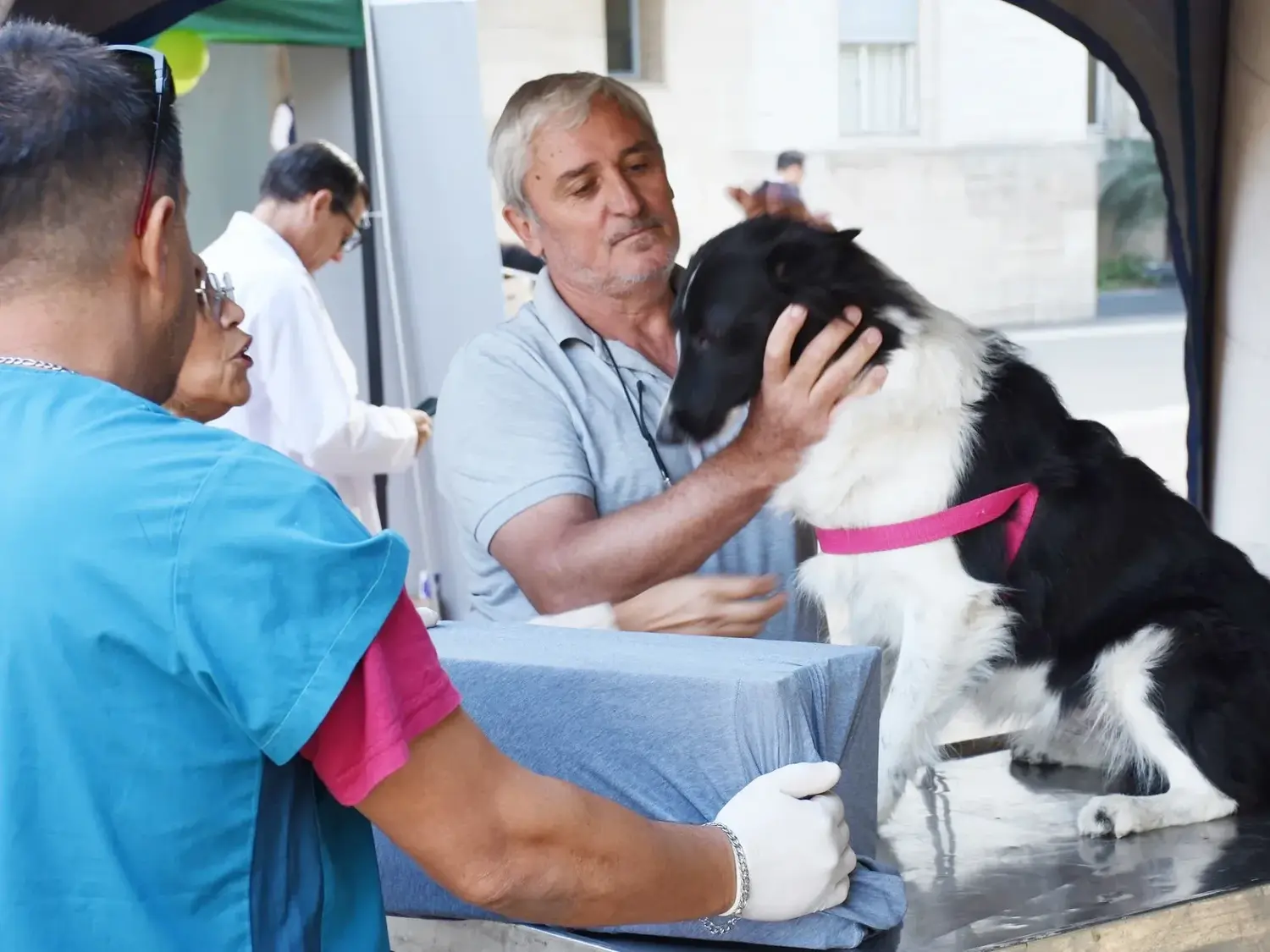 El programa de esterilizaciones atenderá en el barrio San Martín
