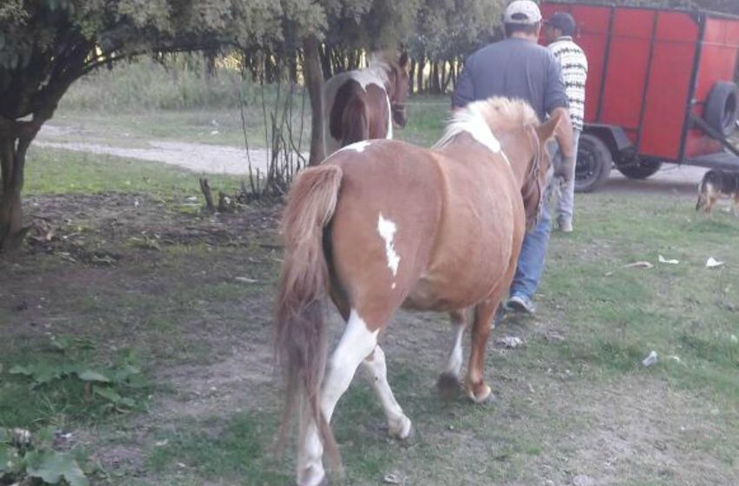Los atraparon en su casa por haber robado una yegua y un potrillo