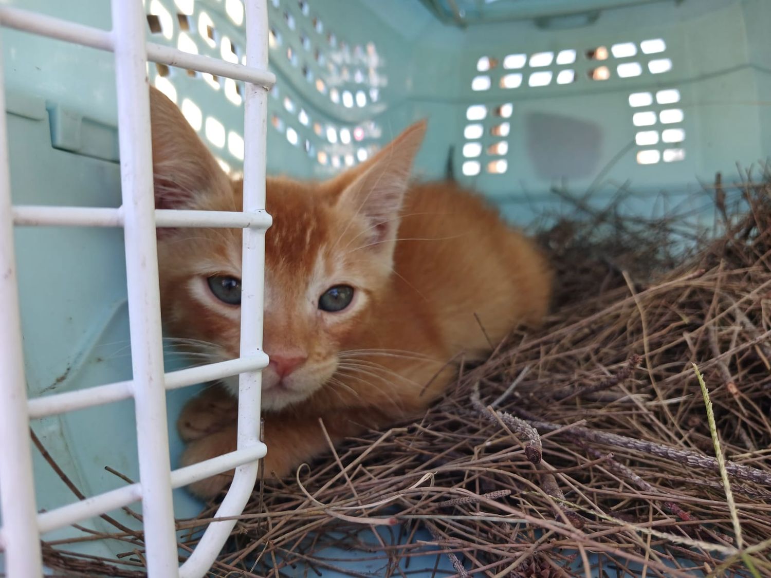 Tiene 27 gatos, 22 perros y ahora planea un hogar de tránsito para los que quieran adoptar felinos