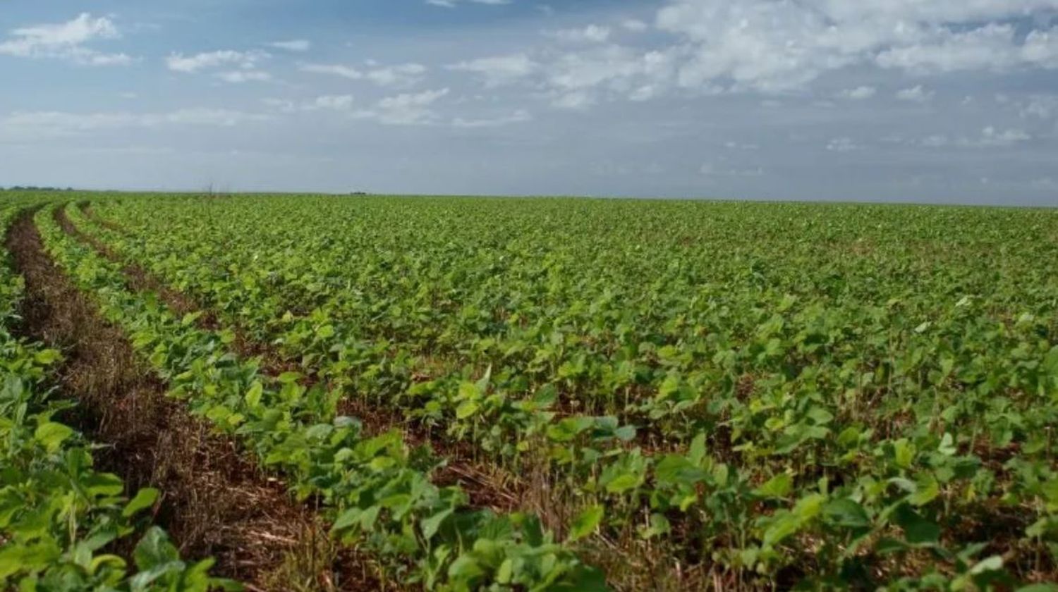 La siembra de soja creció exponencialmente en la provincia