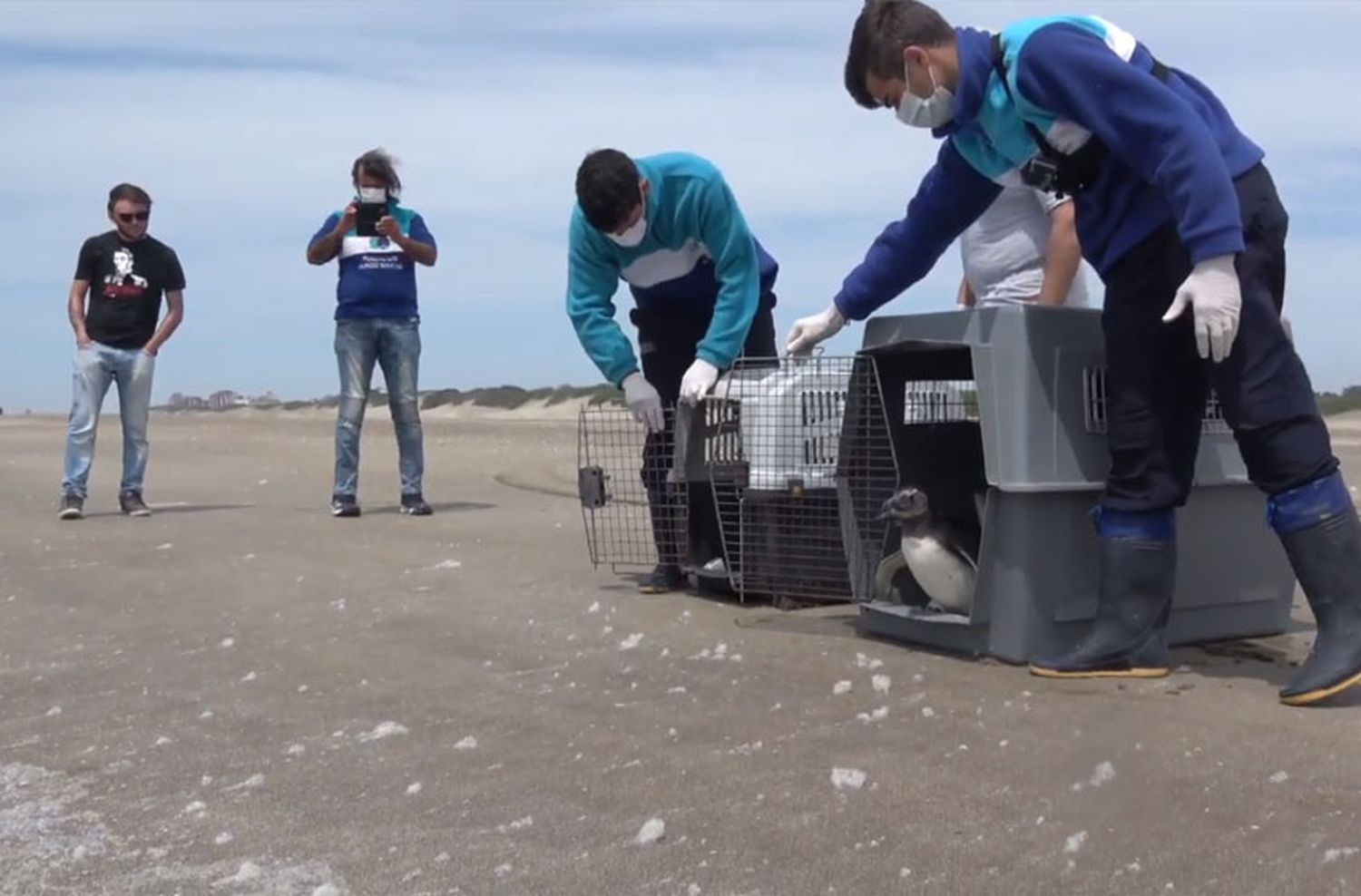 Regresaron al mar siete pingüinos en San Clemente