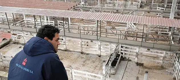 Los precios de la hacienda siguen firmes por la continuidad de las lluvias