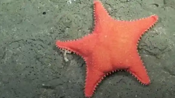 Se viene un nuevo streaming del Conicet en el Mar Argentino: cuándo y cómo verlo