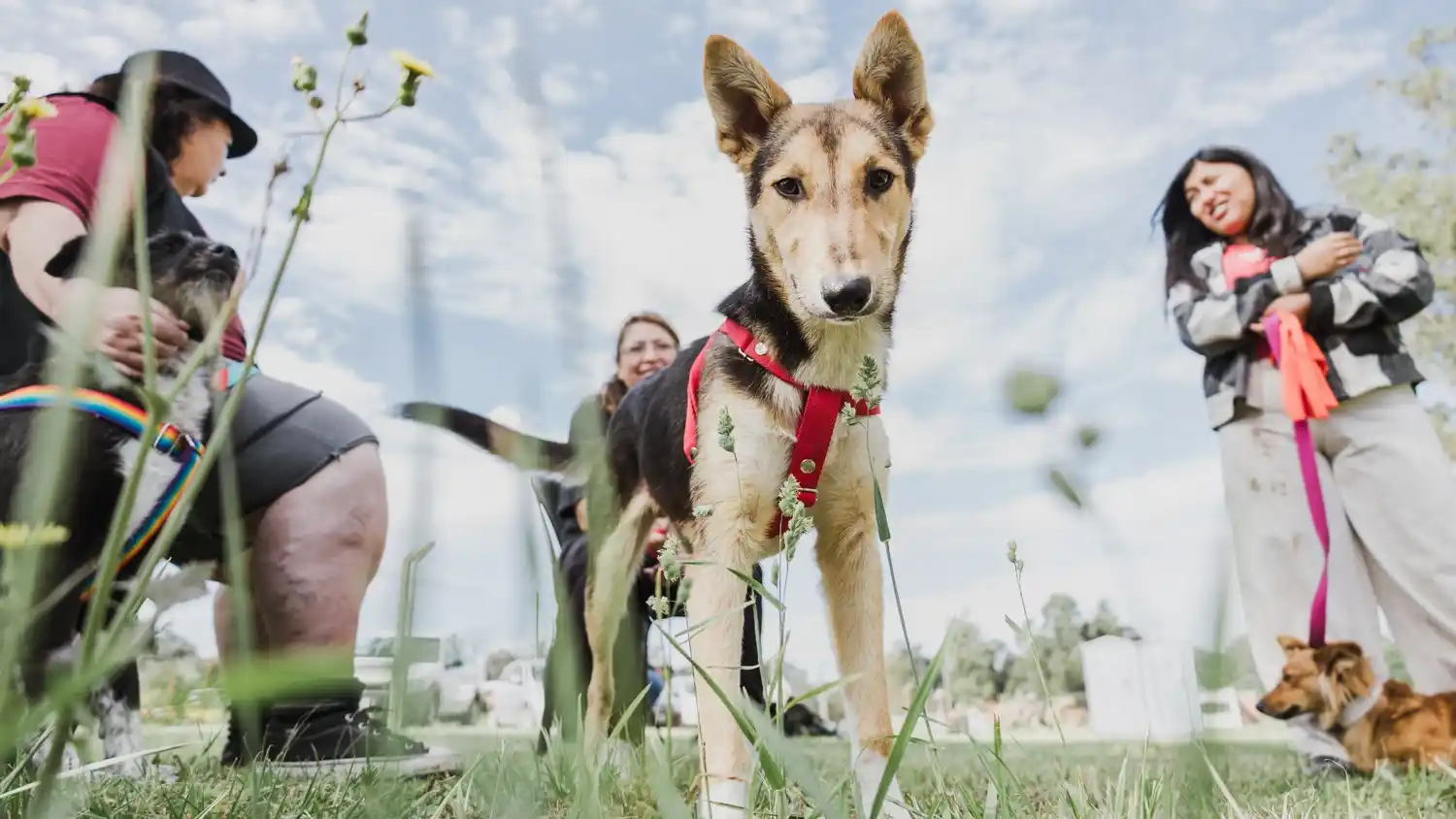 Zoonosis cerró 2025 con más de 13 mil castraciones y 253 animales rescatados