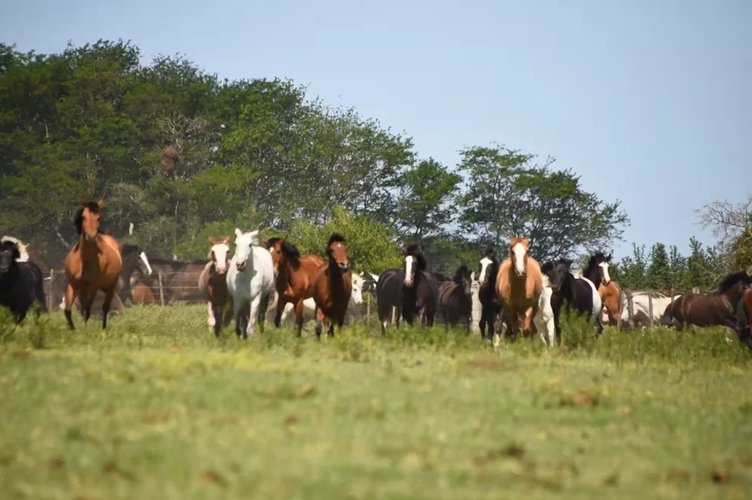 Un santuario de 131 caballos rescatados necesita urgente un nuevo campo: la ONG a cargo no consigue dónde alquilar