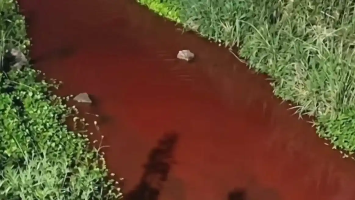 Preocupación ambiental en Casilda por presunta contaminación con sangre y restos vacunos