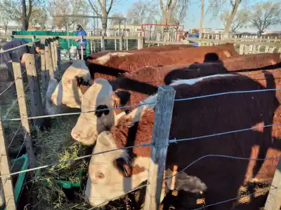 Vaquita rompe… dueño paga