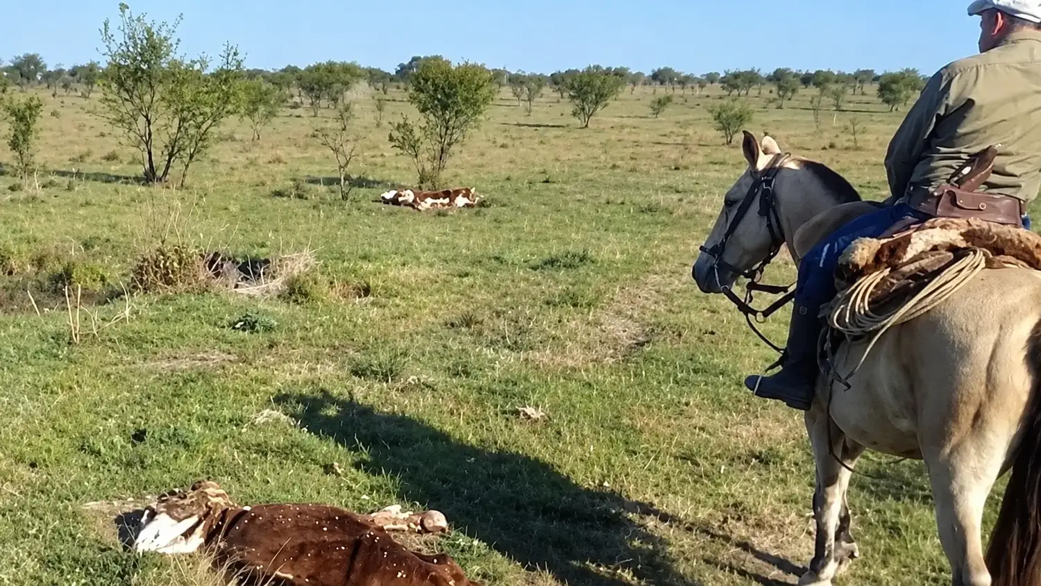 Productores de Chajarí denunciaron la desaparición de 140 vacas y hallaron 78 muertas en Corrientes