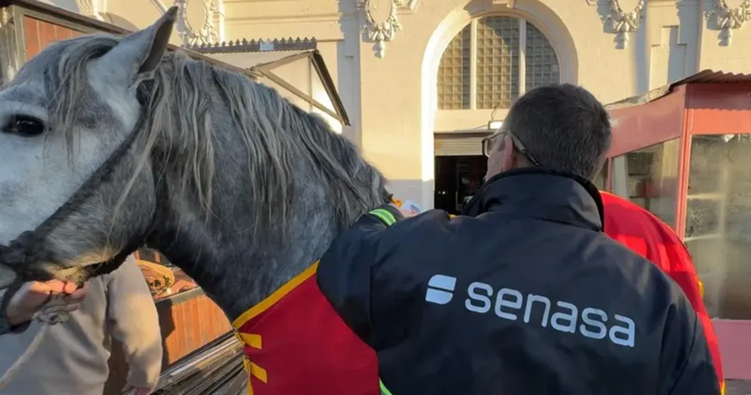 Inspectores verifican el estado sanitario de los animales en su ingreso a predio palermitano.