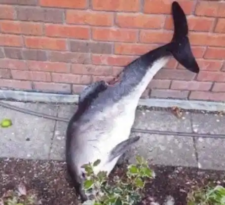 Borrachos bailaron con un delfín muerto y subieron fotos a las redes sociales