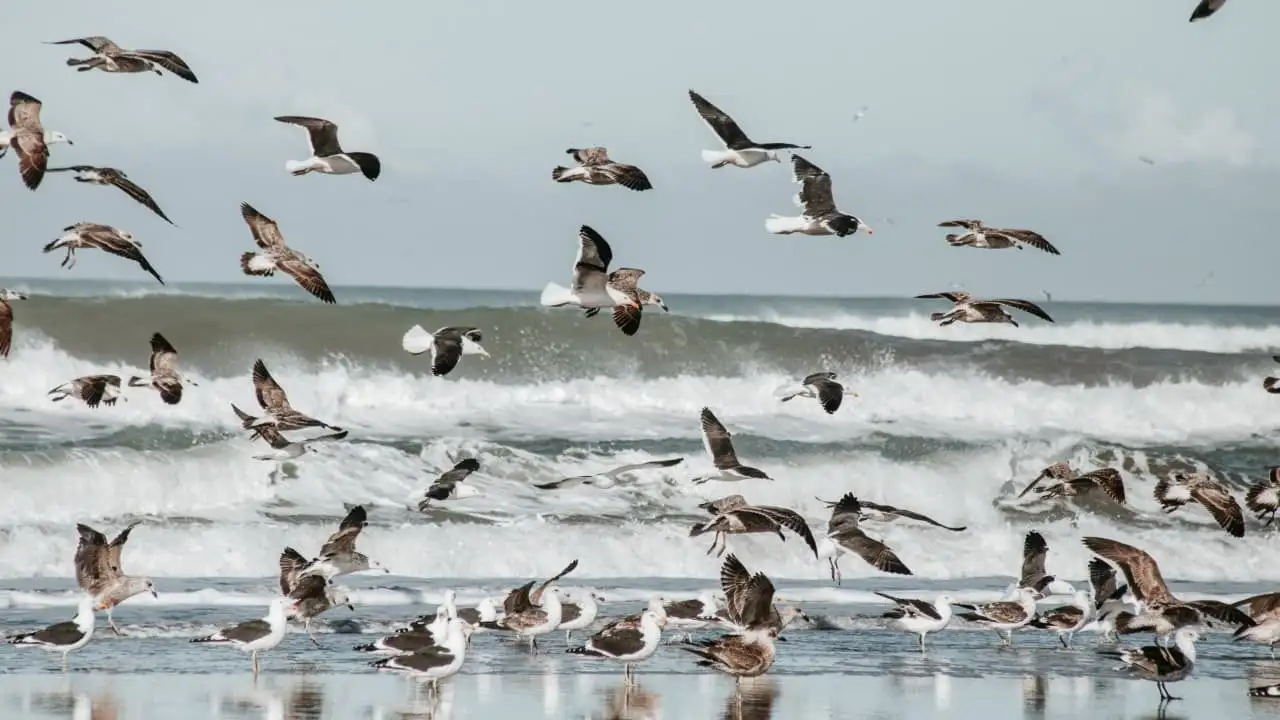 La temperatura del mar en Mar del Plata promedió 14 grados durante mayo