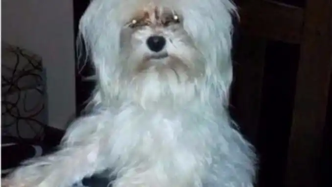 Insólito: Iban de vacaciones, pararon a comprar algo y les robaron el auto con el perro adentro